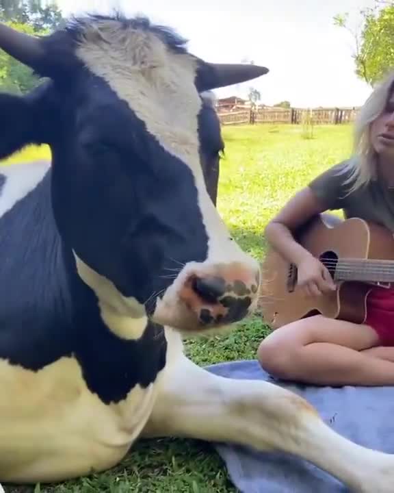 Het bewijs dat koeien van muziek kunnen genieten