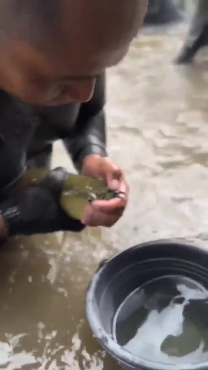 Deze vis komt met een heleboel bonusvisjes