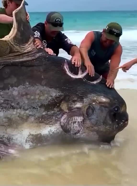 Hoe groot was de vis die ervan heeft gegeten?