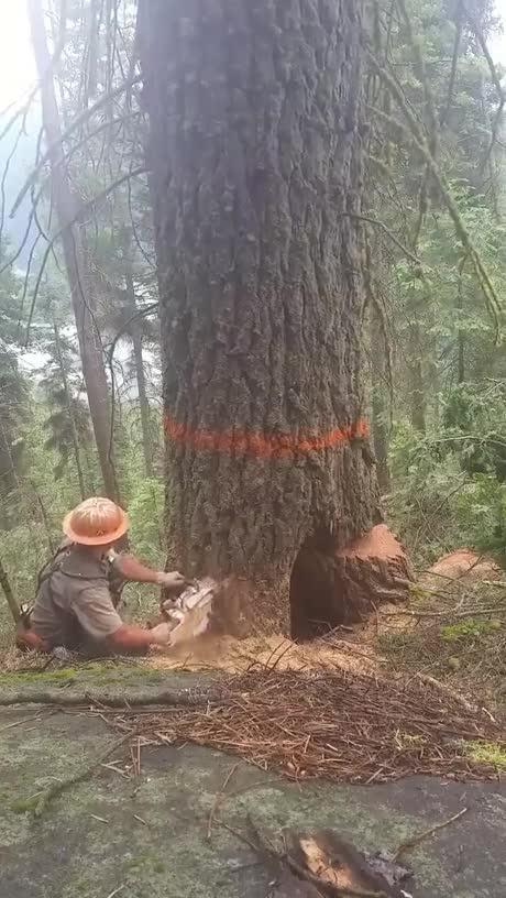 Het bewijs dat houthakker een heel gevaarlijk beroep kan zijn