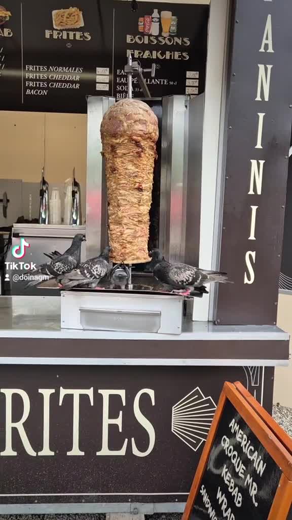 Wist je dat duiven ook graag kebab eten?