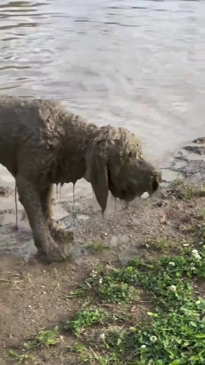 Hond Dumpling lijkt nogal gek op modder te zijn