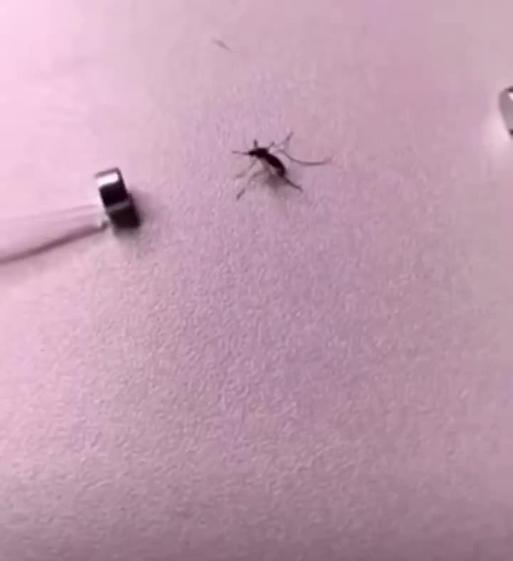 Dit is ook een manier om een mug te vangen