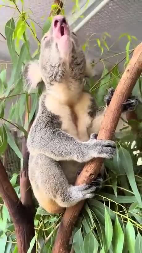 Het geluid dat een koala maakt