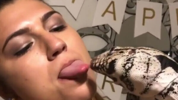 Niet alle hagedissen hebben evenveel zin om te tongen