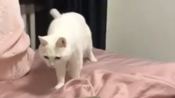 Kat kan nog niet helemaal wennen aan 't beatboxen