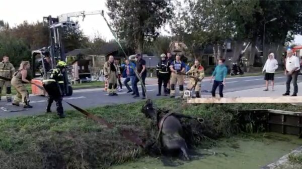 Heftruck delft het onderspit bij het redden van een paard