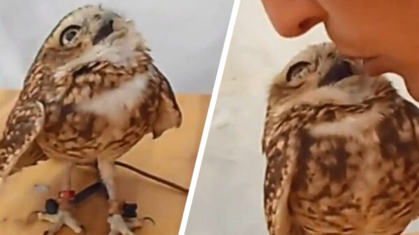 Babyuil heeft een lekker kuikentje aan de haak geslagen