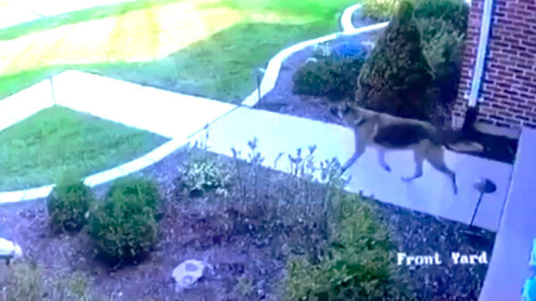 Hond verandert pakketbezorger in Usain Bolt