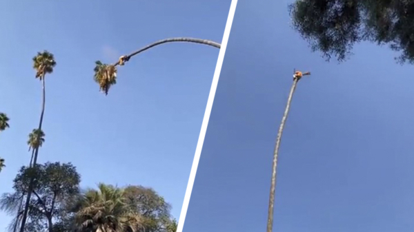 Het kappen van hoge palmbomen is nog een hele uitdaging