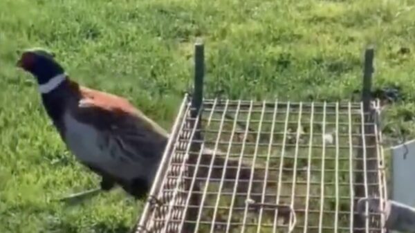 Een fazant weer de wijde wereld insturen