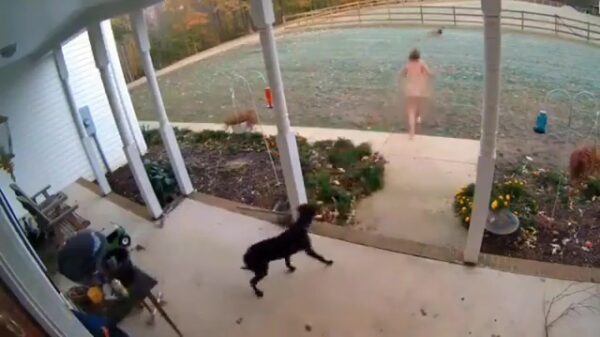 Waakhond blijkt in de praktijk niet heel effectief