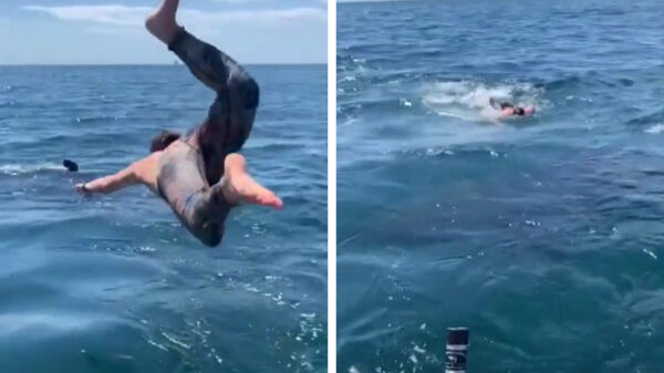 Dude, dat is helemaal geen schattige reuzenhaai