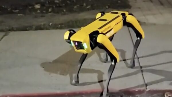 Deze loslopende hond kan zichzelf prima redden