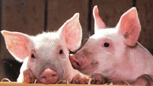 Braziliaans varkentje is ontzettend blij met z'n nieuwe zonnebril