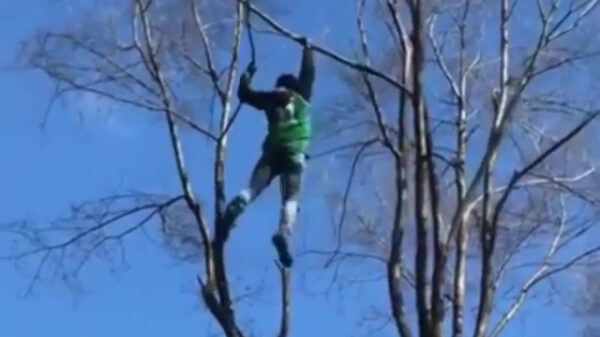 Overmoedige boomklimmer flikkert keihard naar beneden