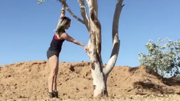 Tip van de dag: ga niet zomaar in een boom hangen