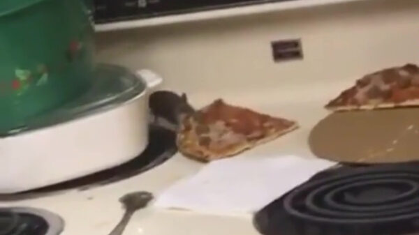 Klein muisje heeft grote honger