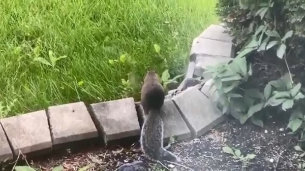 Wait for it: natuurliefhebber filmt een schattige eekhoorn in zijn tuin