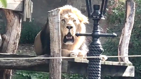 Even een goed gesprek tussen een dierentuinbezoeker en een leeuw