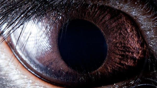 Dierenogen zien er in extreme close-up heel erg bijzonder uit
