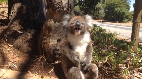 Koala wordt uit de boom geschopt en begint keihard te huilen