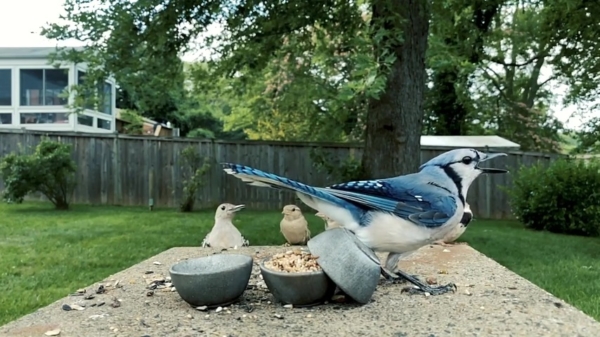 Met 3 bakjes voer maak je al een spannende natuurfilm in je achtertuin