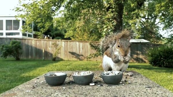 Met 3 bakjes voer maak je al een spannende natuurfilm in je achtertuin