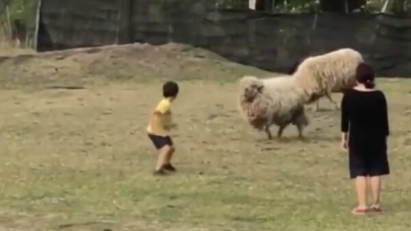 Dit is waarom je nooit een schaap moet uitdagen