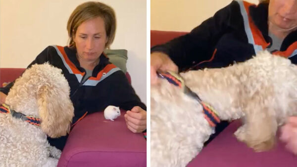 Dierendag 2020 deel 2: hond en hamster worden beste vriendjes for life