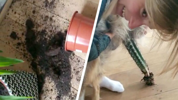 Honden en cactussen zijn blijkbaar geen geslaagde combinatie