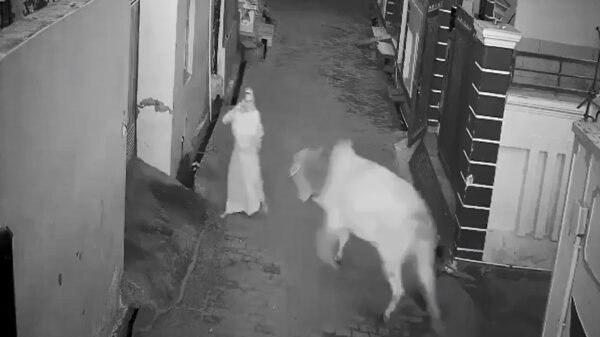 Stier met ochtendhumeur beukt iedereen naar de grond