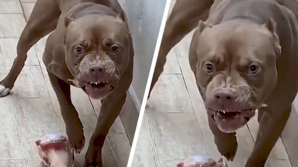 Max heeft een lichte vorm van voerbaknijd maar is ontzettend goed met kinderen