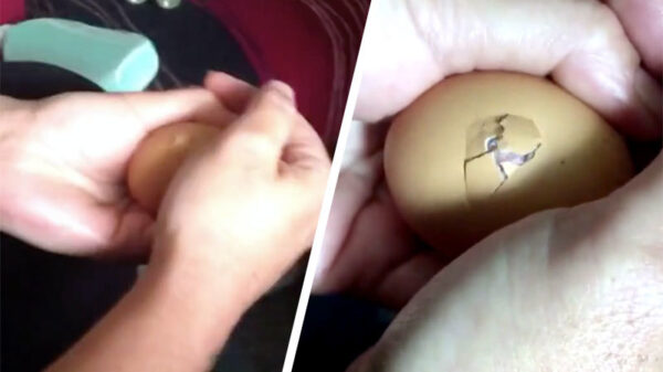 Je kinderen het wonder van de natuur laten beleven