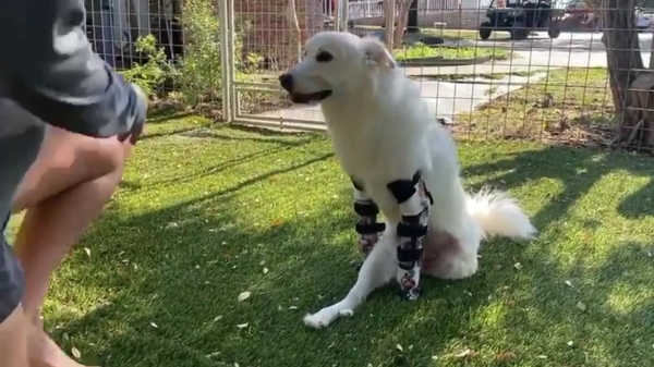 Tijd voor feelgood: hond zet dankzij protheses eindelijk eerste stapjes