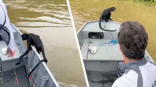 Zwemmend aapje maakt dankbaar gebruik van een passerende vissersboot