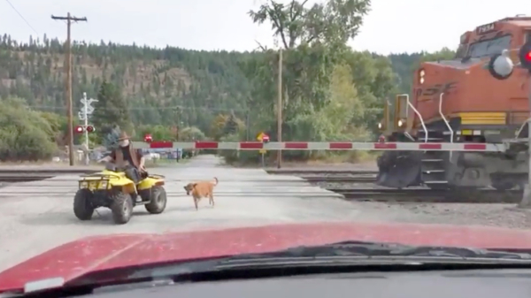 Idiote quadrijder besluit met zijn hond nog even vlak voor de trein langs te gaan