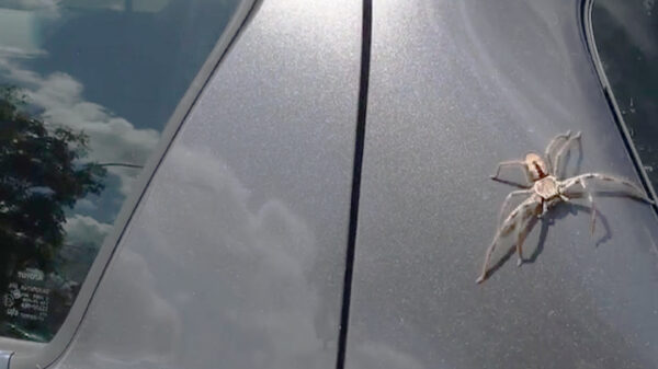 Dit soort taferelen kom je alleen in Australië tegen