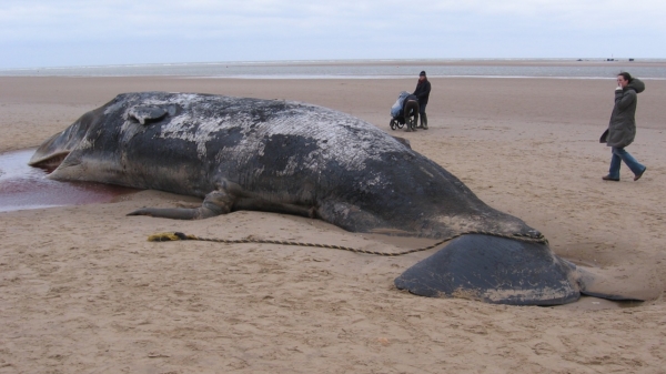 Maag van walvis blijkt na ontleden bomvol met plastic te zitten