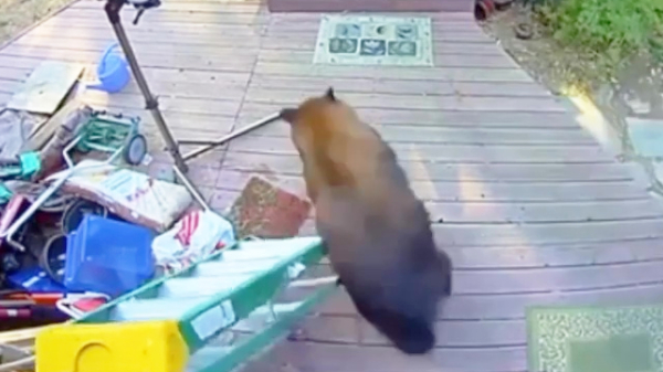 Pakketbezorger heeft close encounter met een beer