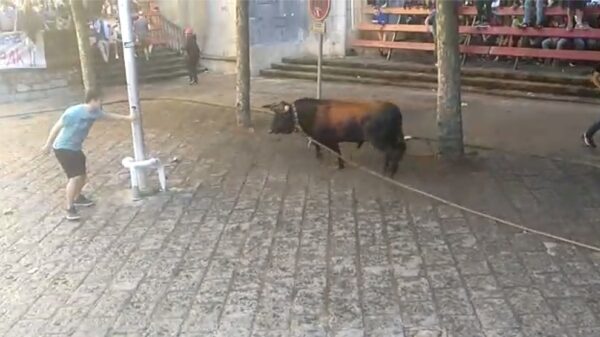 Stier ziet zijn kans en neem heerlijk wraak op zijn uitdagers!