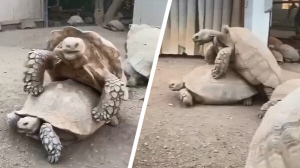 Zo ies natoer: dit is de meest trage orgie everooit