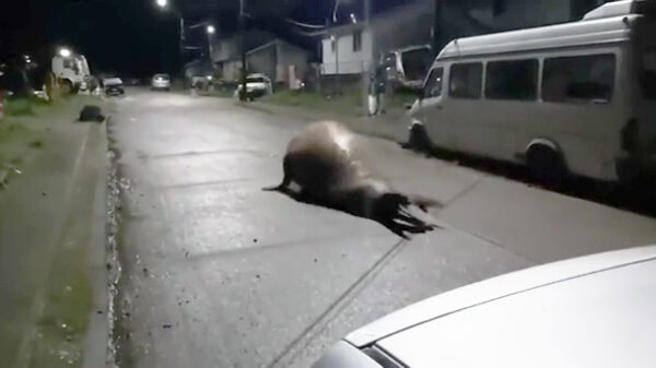 Zeeleeuw doet in Chili even een rondje door de stad