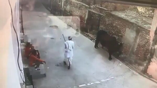 Bejaarde man wordt gelanceerd als hij een stier met een stok slaat