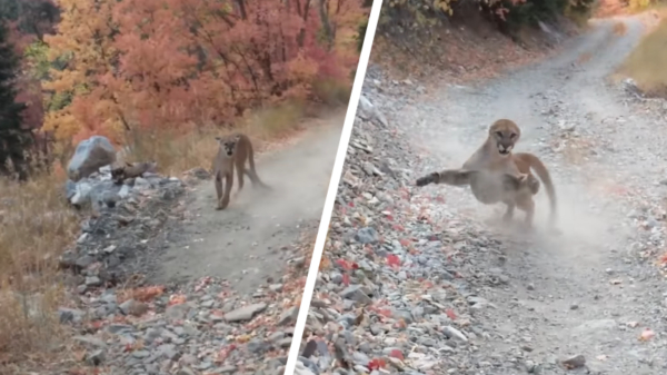 Wandelaar wordt 6 minuten lang achtervolgd en aangevallen door een cougar
