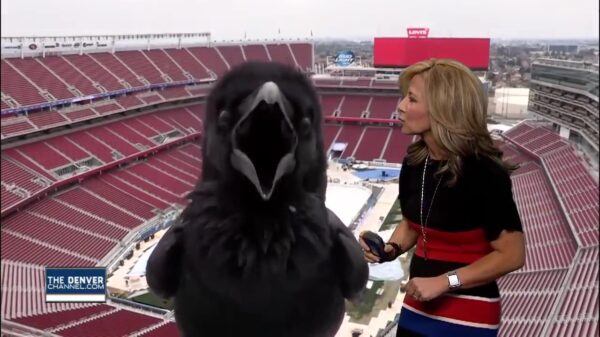 Weervrouw komt erachter dat vogels ook kunnen photobomben