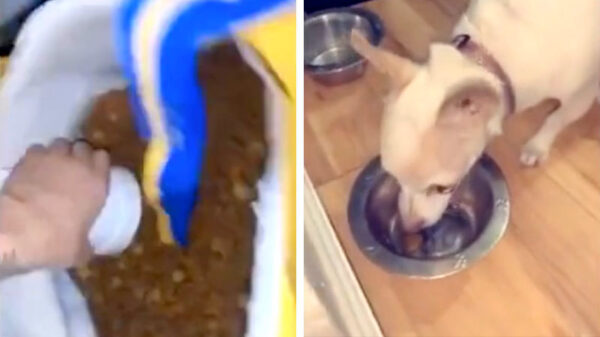 Leuk bezigheidje van de dag: neem je hond eens in de zeik