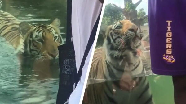 Note to self: keer een tijger NOOIT je rug toe