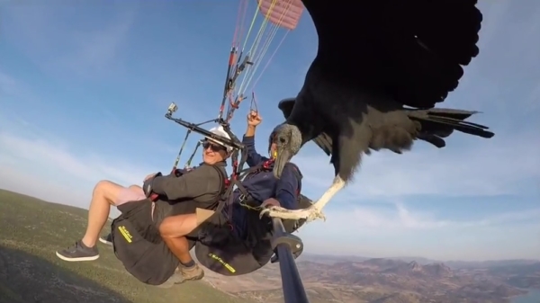 Paragliders krijgen bezoek op grote hoogte