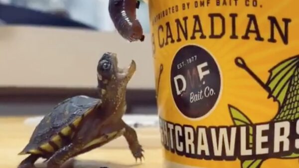 De struggles van een babyschildpad die ontzettende honger heeft